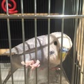 大切に育てて頂ける方募集してます。