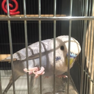 大切に育てて頂ける方募集してます。