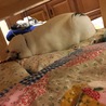 ごめん寝