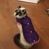 最後の写真