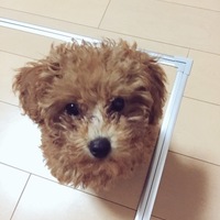 ティア