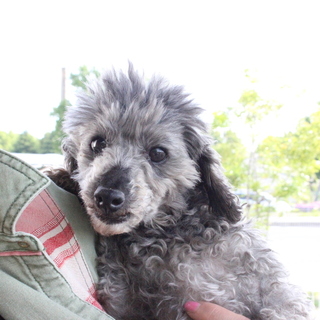 人が大好き、トイプードルのノアちゃん
