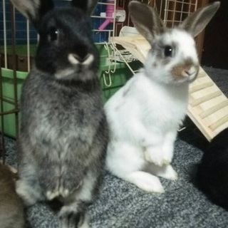 キャンセルがの為