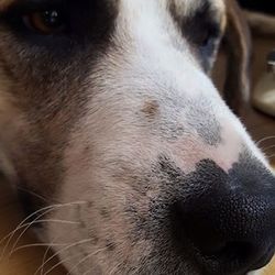 大型犬だって、こんなに幸せ