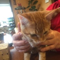 子猫ちゃんが待ってます