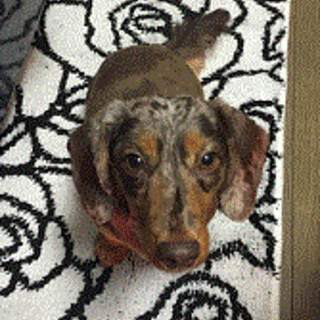 ダックス（メス）4歳