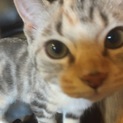 可愛い子猫ちゃんが待ってます