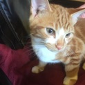可愛い子猫ちゃんが待ってます