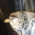 可愛い子猫ちゃんが待ってます。