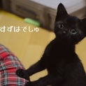 つぶら美人黒猫女子《涼春》