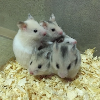 一時停止中。ゴールデンハムスター