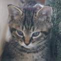 子猫です（仮名　アーモンド）