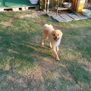 ポメラニアンかくさん