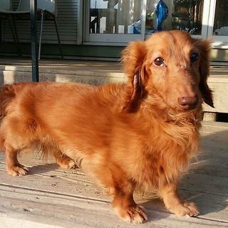 ダックスフントすけさん