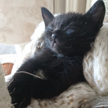 黒ネコを撮るのは難しい！