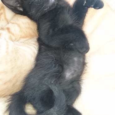 セクシーポーズ