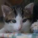 子猫です（仮名　ピーナツ）