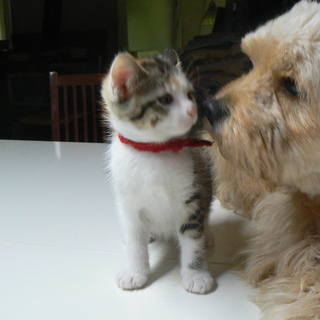 ２ヶ月の４姉妹（チェリーピンク）