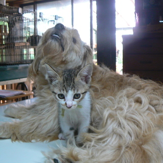 ２ヶ月の４姉妹（若葉ちゃん）