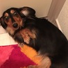 トイレについてきて撫でろと…
