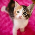 あたちは美猫です《凛々春》