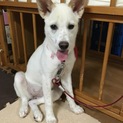 里親様決まりました。有難うございました！