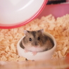かがみさくら