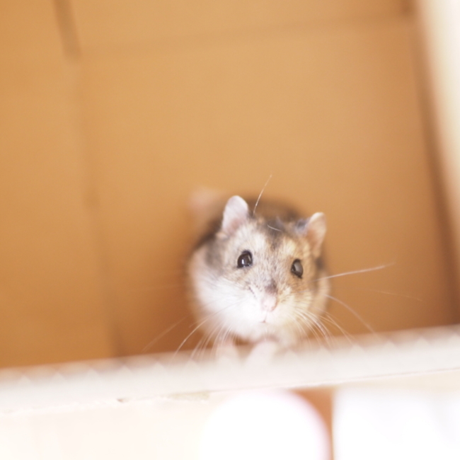 かがみさくらのカバー写真
