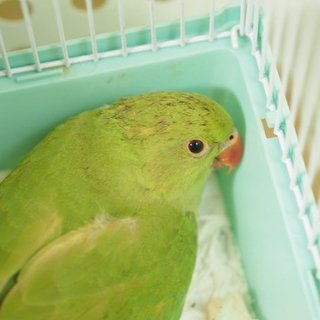 ワカケホンセイインコの里親様の募集です。