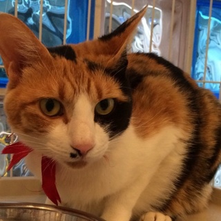 のんびりミケちゃん