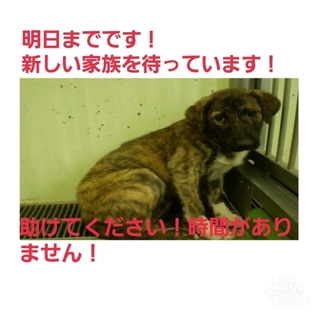 緊急!期限明日まで!家族として迎えてあげて下さい!