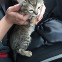 こげ茶子猫ちゃん