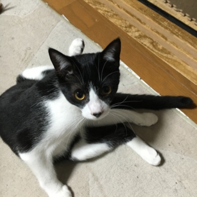 くうぽんのカバー写真