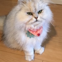 ツナ