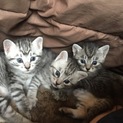 ４月２８日生まれ。オス1匹、メス1匹