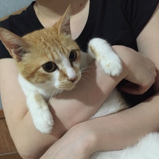 茶白の美人猫☆柚ちゃんです