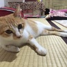 茶白の美人猫☆柚ちゃんです サムネイル2