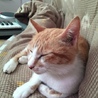 茶白の美人猫☆柚ちゃんです サムネイル4