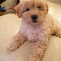 生後2ヶ月子犬 マルプー