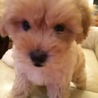 生後2ヶ月子犬 マルプー サムネイル2