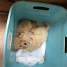 生後2ヶ月子犬 マルプー サムネイル3