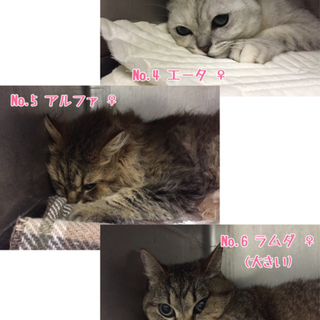 飼い主逮捕により再崩壊した子達１４匹の募集