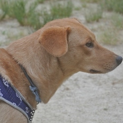 元野犬のビフォーアフター