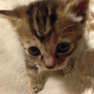 一時停☆5兄妹⑤サビトラちゃん