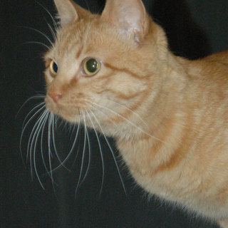 元気でひとなつっこいチャー太君です