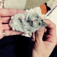 おもち