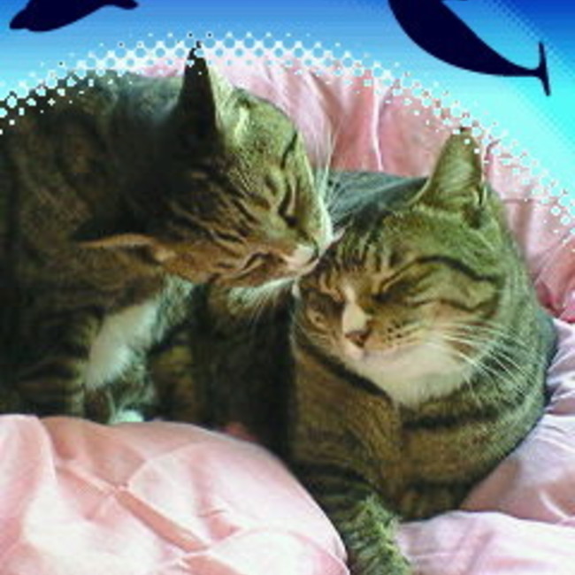 トタ子のカバー写真