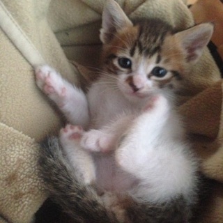 一時停止☆仔猫4兄弟③キジシロ