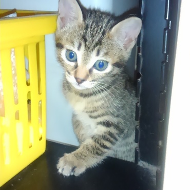 タルトさんの兄弟