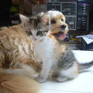 ２ヶ月の４姉妹（オレンジちゃん）